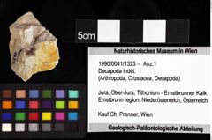 Foto (Objket + Etiketten) von Decapoda indet. 